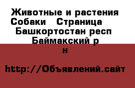 Животные и растения Собаки - Страница 10 . Башкортостан респ.,Баймакский р-н